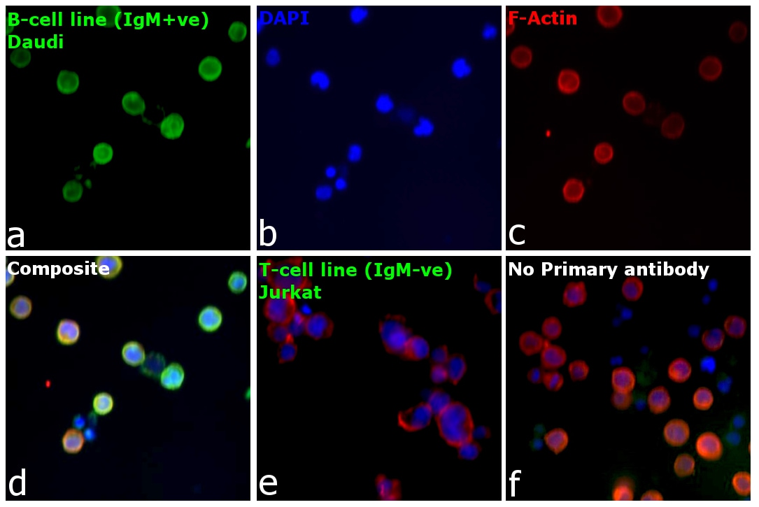 Human IgM Secondary Antibody in Immunocytochemistry (ICC/IF)