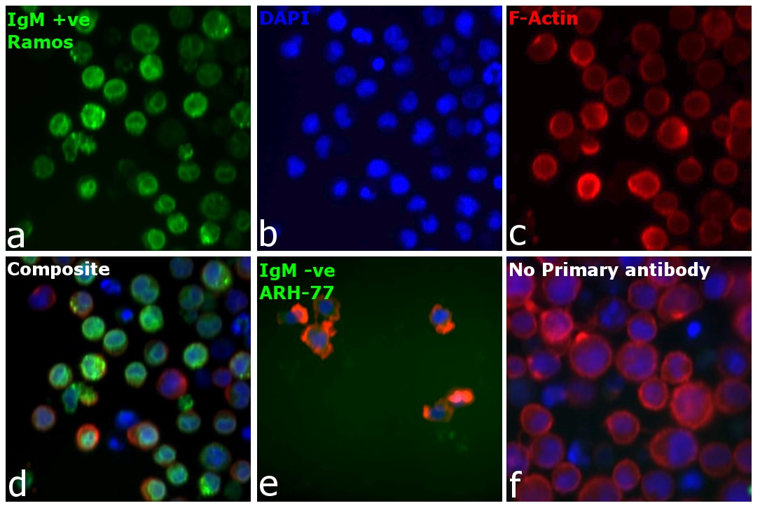 Human IgM Secondary Antibody in Immunocytochemistry (ICC/IF)