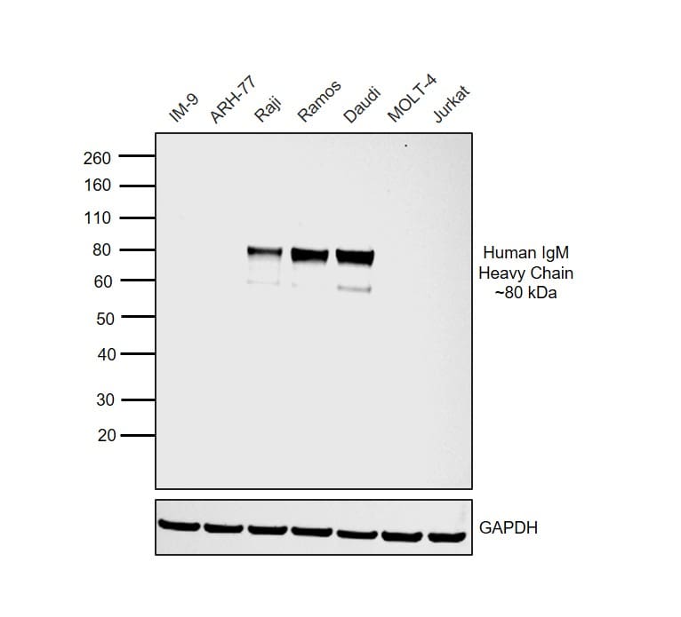 Human IgM Secondary Antibody in Western Blot (WB)