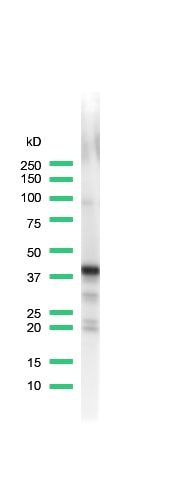 Synaptophysin Antibody in Western Blot (WB)