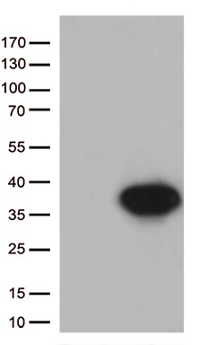 Syntaxin 1a (STX1A) Antibody in Western Blot (WB)