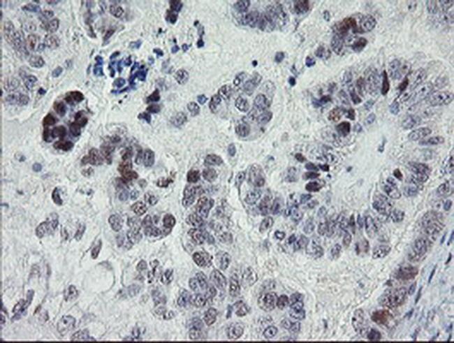 TLE1 Antibody (TA800318)