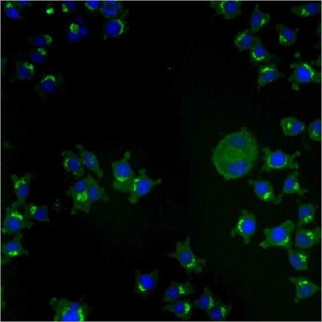 TGN46 Antibody in Immunocytochemistry (ICC/IF)