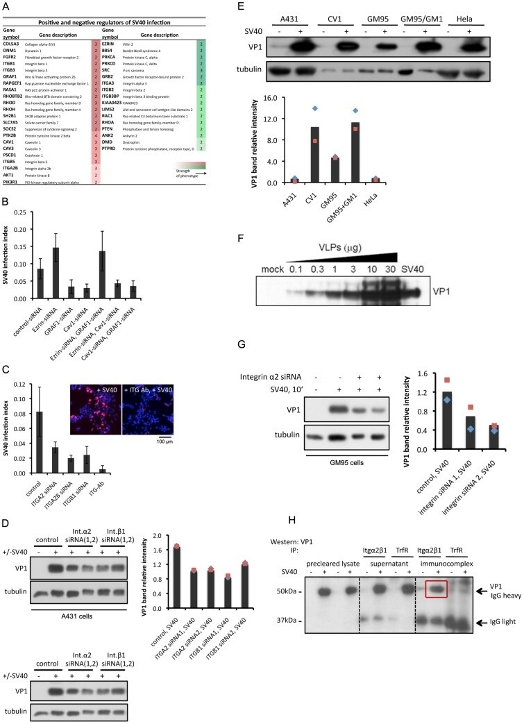 Transferrin Receptor Antibody (Monoclonal, H68.4)