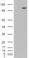 Trim33 Antibody in Western Blot (WB)