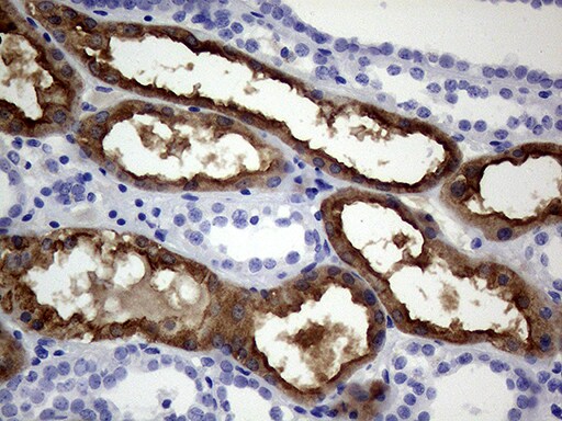 VIL1 Antibody (TA803236)