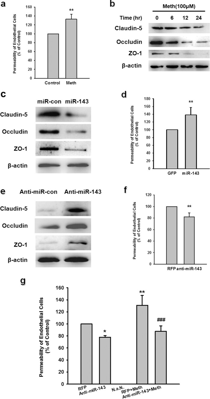 Zo 1 Antibody 40 2300