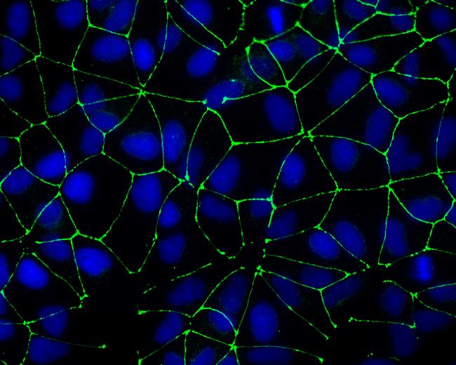 Zo 1 Antibody 40 20