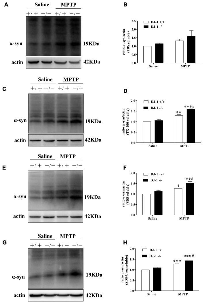 alpha Synuclein Antibody