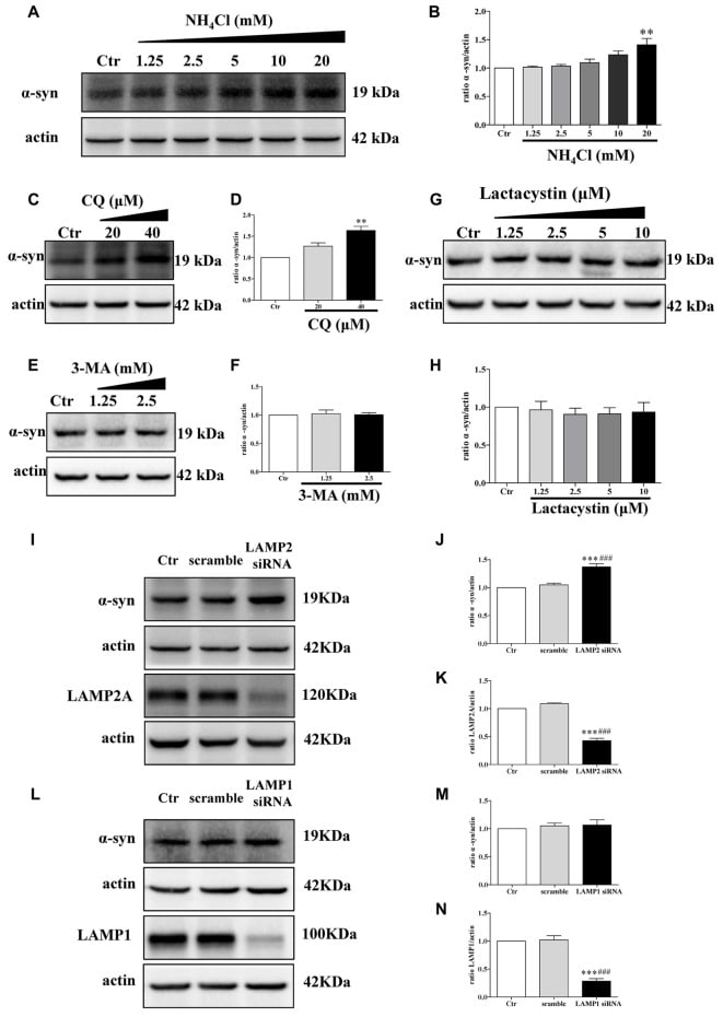 alpha Synuclein Antibody in Western Blot (WB)