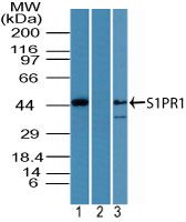S1P1 Antibody in Western Blot (WB)