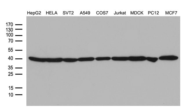 beta actin western blot beta actin western blot