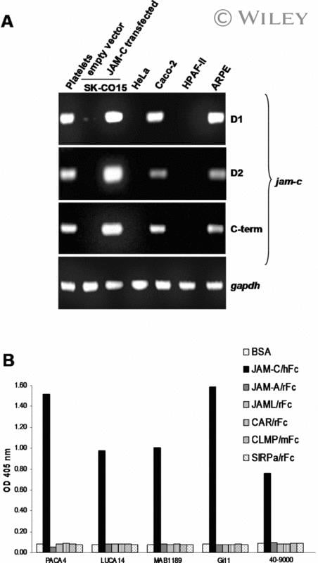 JAM3 Antibody in ELISA (ELISA)