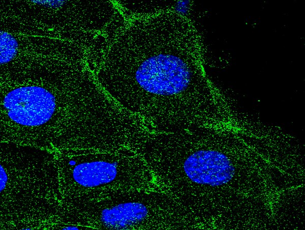 Beta-Actin Antibody (BS-0061R)