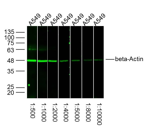 anti actin antibody western blot