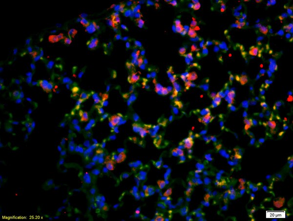 CD4 Antibody (BS-0647R)