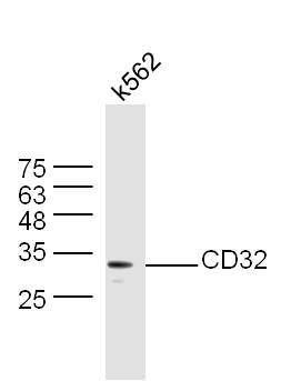 CD32 Antibody in Western Blot (WB)