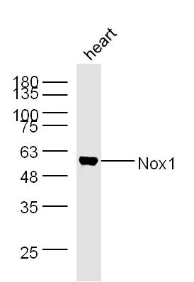 Nox1/NADPH oxidase 1 Antibody in Western Blot (WB)