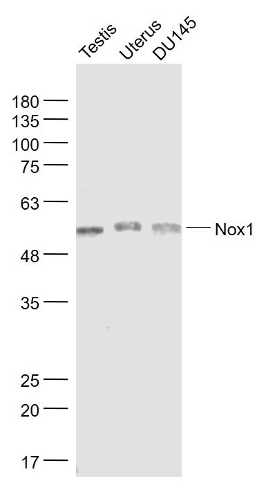 Nox1/NADPH oxidase 1 Antibody in Western Blot (WB)