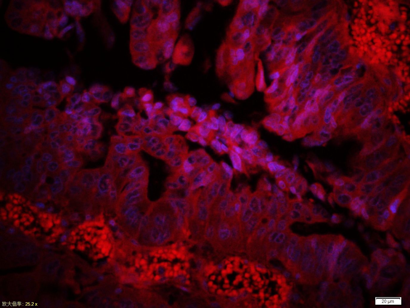 Complement C3d fragment Antibody (BS-4877R)