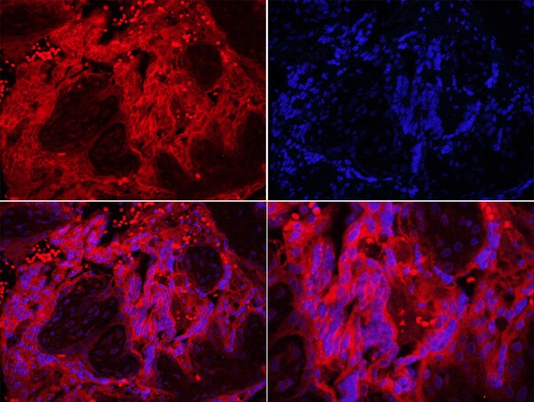 Tlr7 Antibody (bs-6601r)