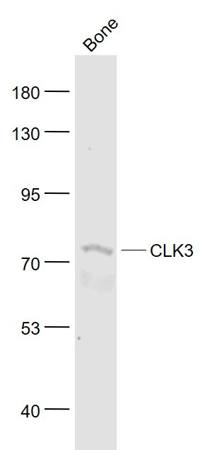 CLK3 Antibody in Western Blot (WB)