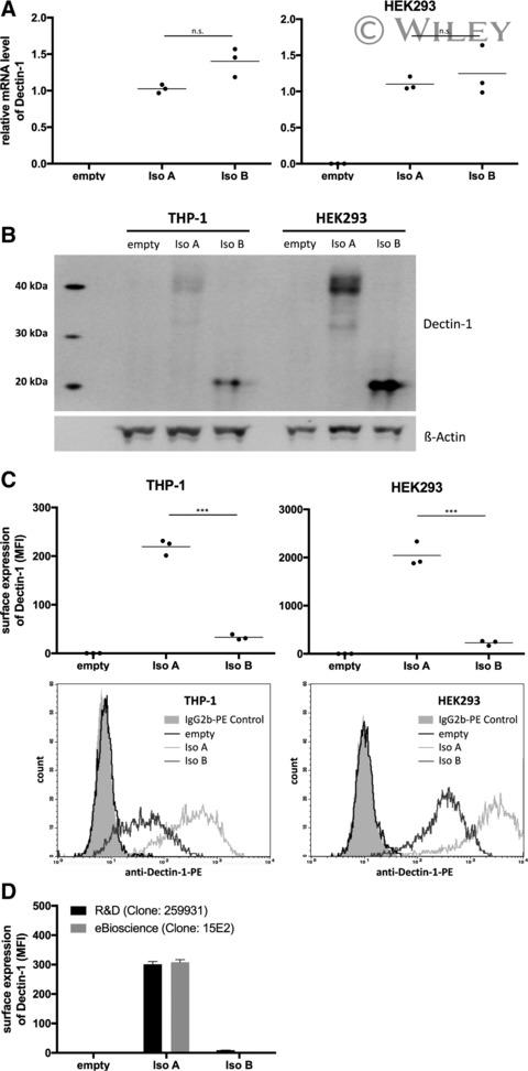 CD369 (Clec7a, Dectin-1) Antibody 