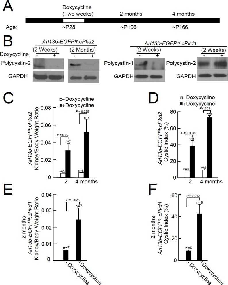 PKD2 Antibody (OSP00017W)