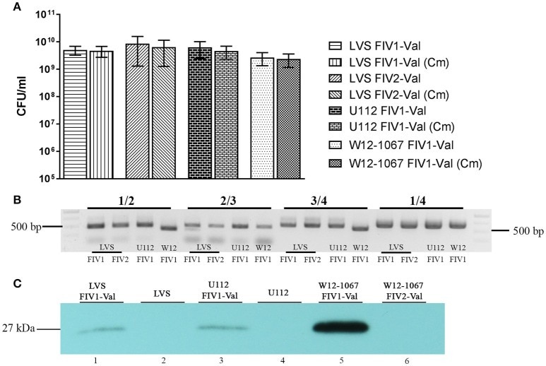 Gfp Antibody A 11122