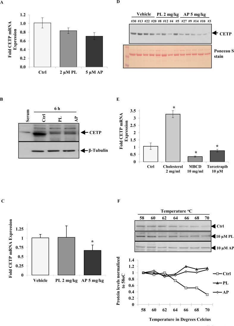 CETP Antibody