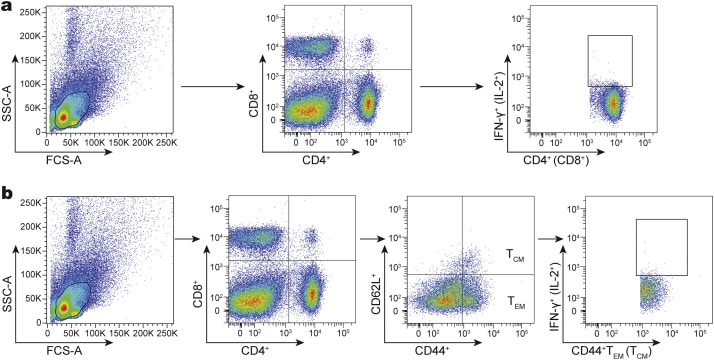 Cd8a Antibody (14-0081-82)