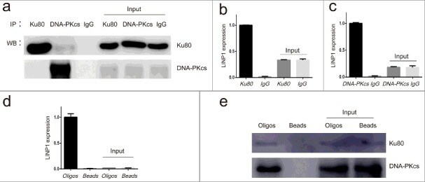 Ku80 Antibody in Western Blot, Immunoprecipitation (WB, IP)