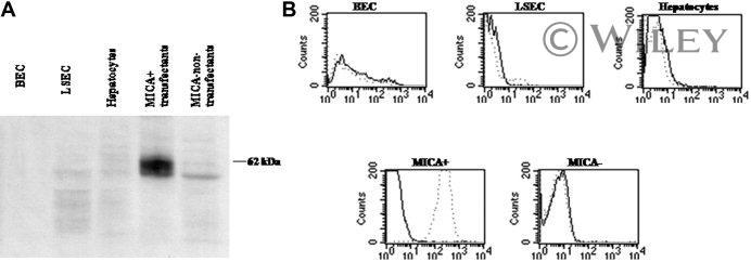 MICA/B Antibody, Alexa Fluor™ 488 (53-5788-42)