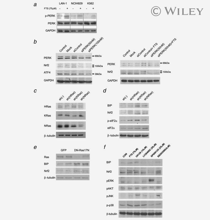 GRP78 Antibody in Western Blot (WB)