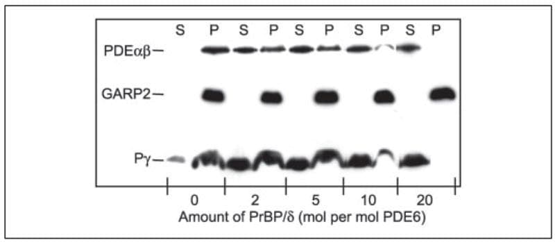 CNGB1 Antibody in Western Blot (WB)