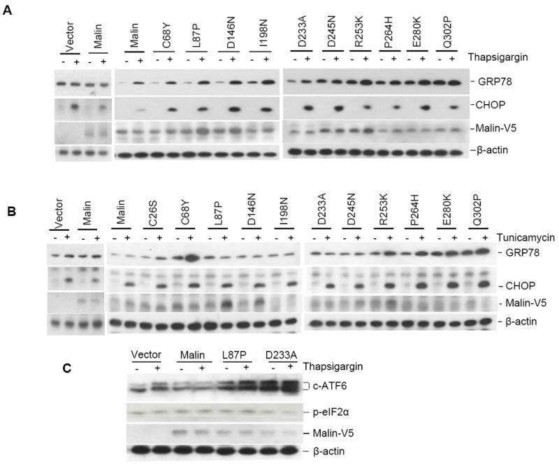 CHOP Antibody (MA1250)