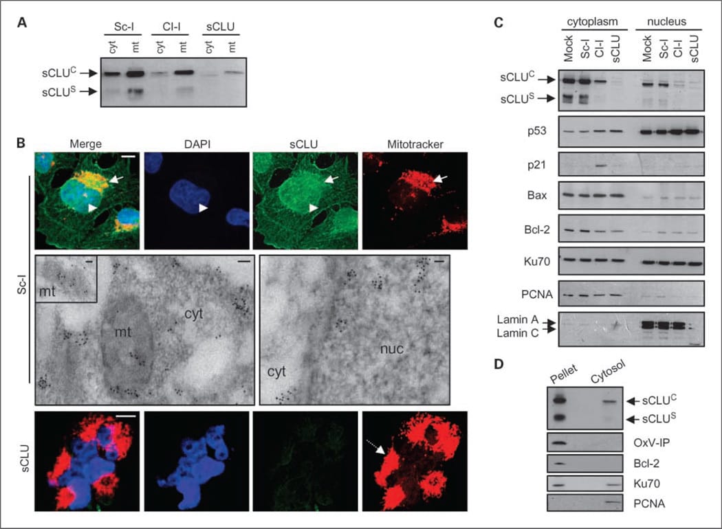 Oxphos Complex Iv Subunit Iv Antibody A