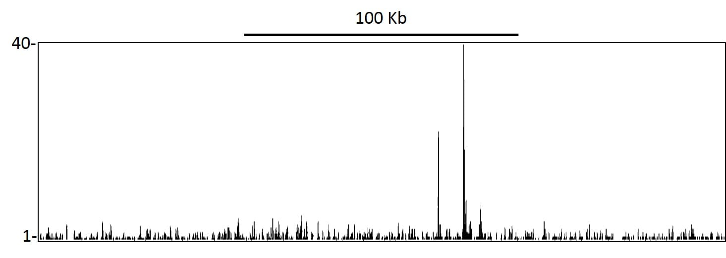 p53 Antibody in ChIP-sequencing (ChIP-seq)