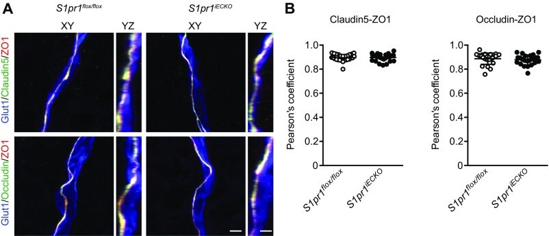 Claudin 5 Antibody Alexa Fluor 488 352588