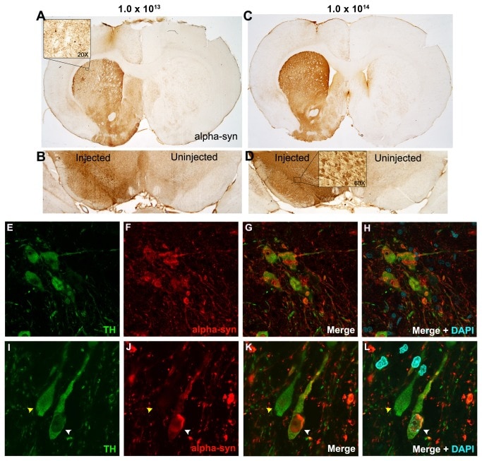 alpha Synuclein Antibody in Immunohistochemistry - Free Floating (IHC (Free))