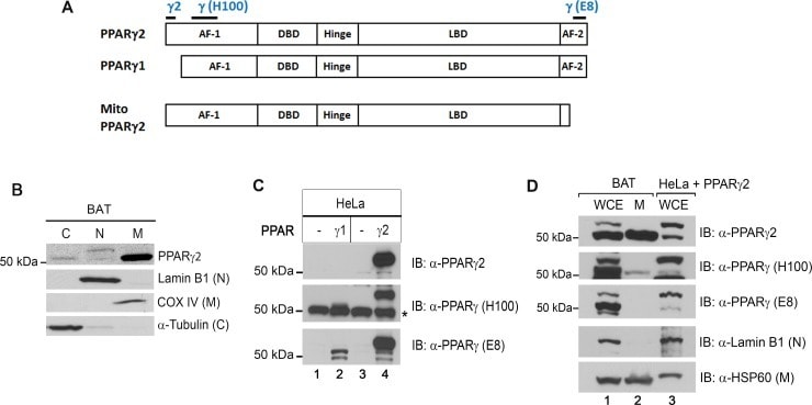 PPAR gamma-2 Antibody in Western Blot (WB)