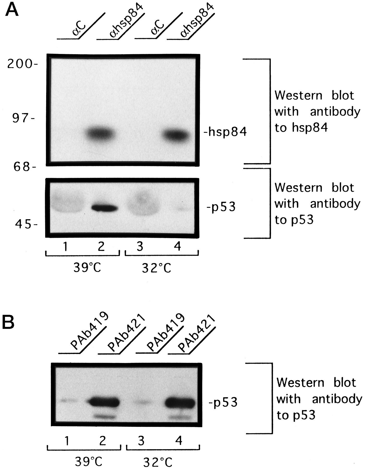 HSP90 beta Antibody in Western Blot, Immunoprecipitation (WB, IP)