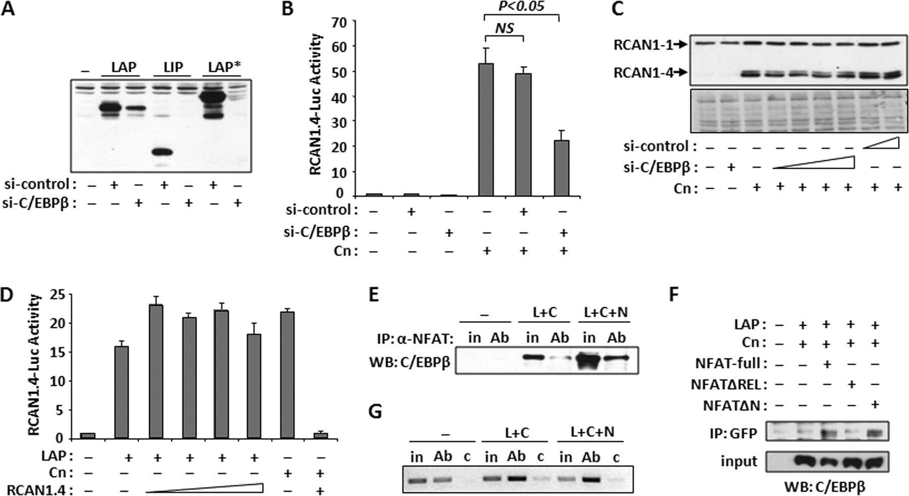 NFATC1 Antibody in Western Blot, Immunoprecipitation (WB, IP)