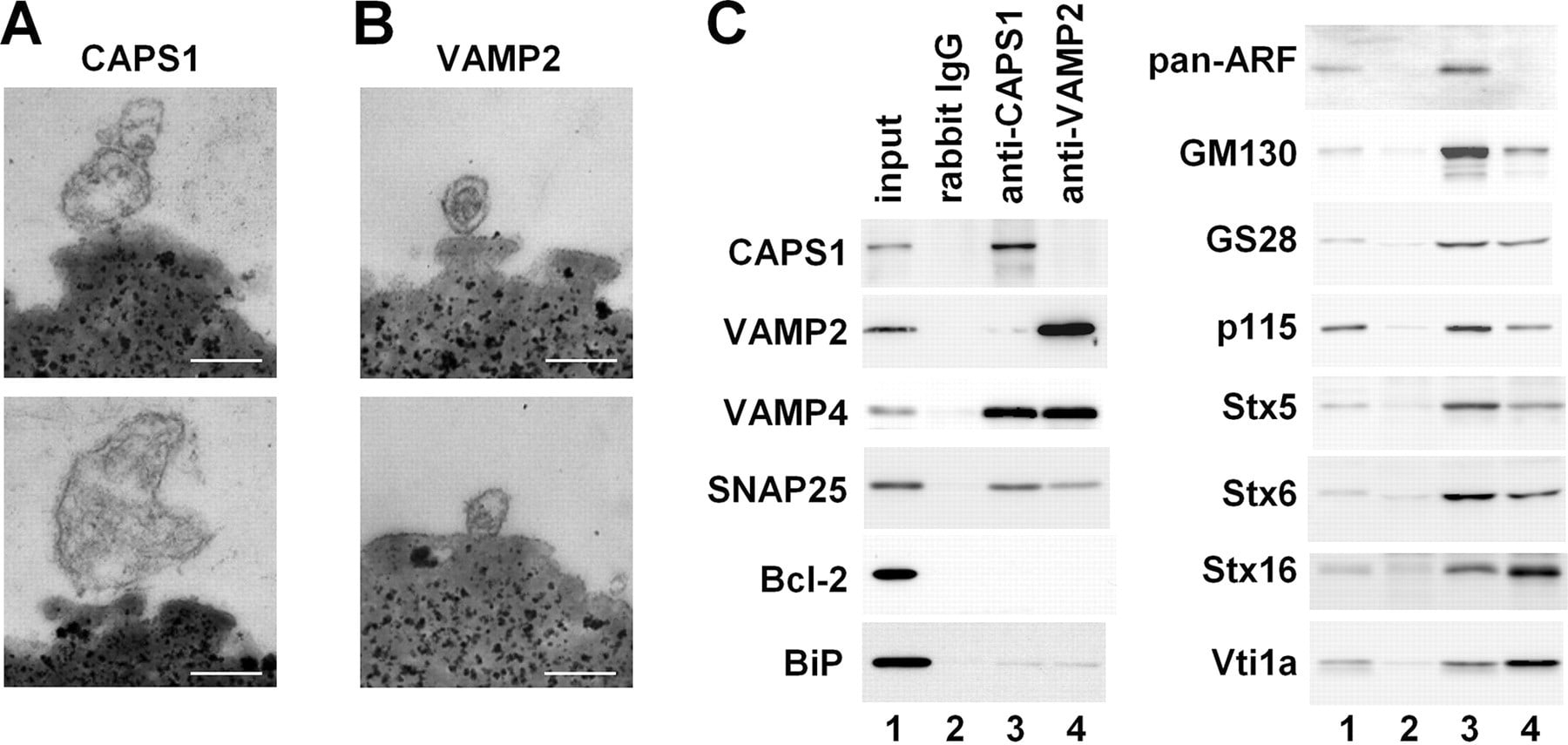 VAMP4 Antibody in Western Blot (WB)