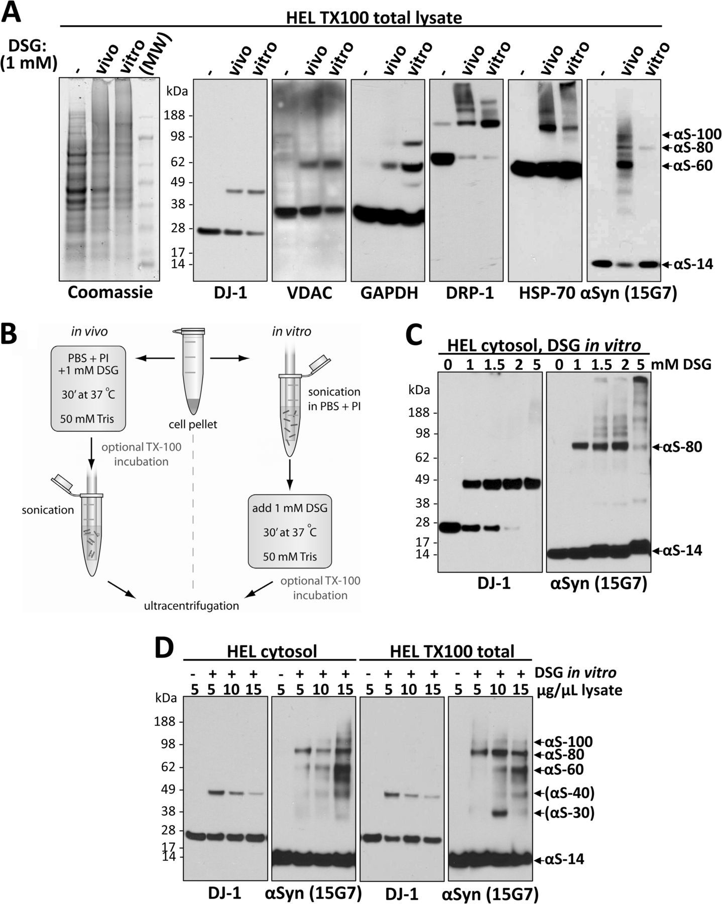 VDAC Antibody in Western Blot (WB)