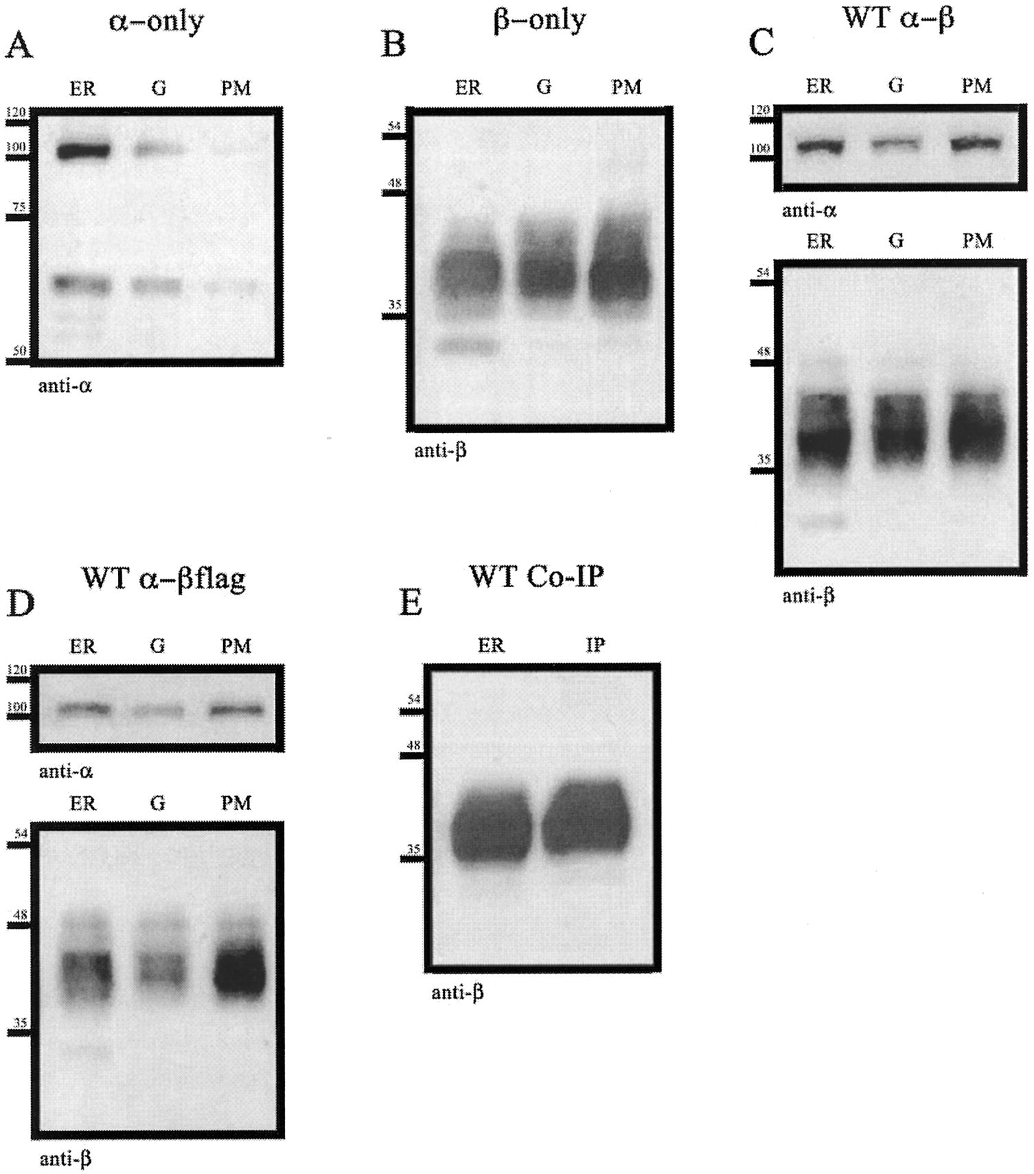 ATP1A1 Antibody in Western Blot (WB)