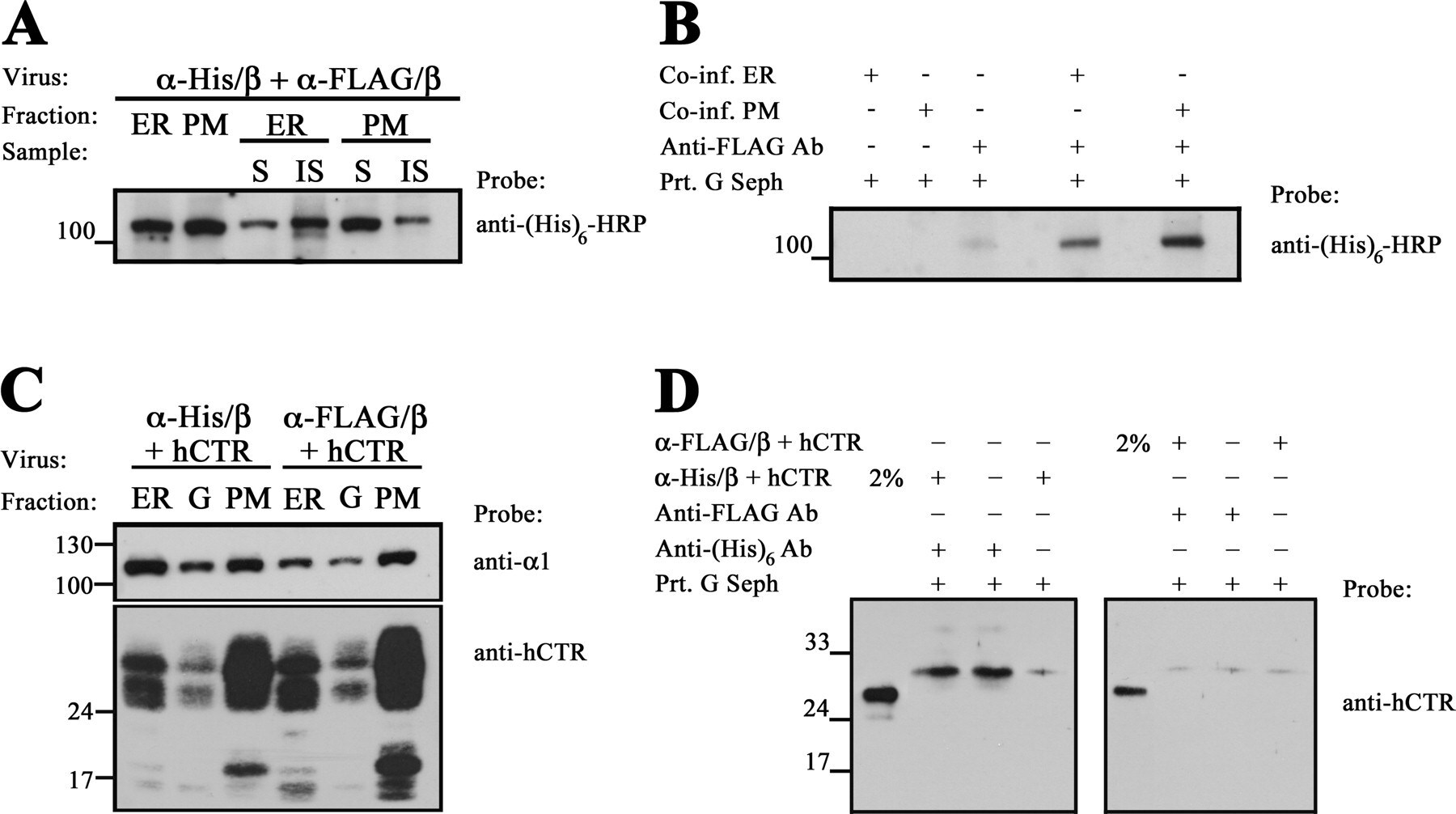 ATP1A1 Antibody in Western Blot (WB)