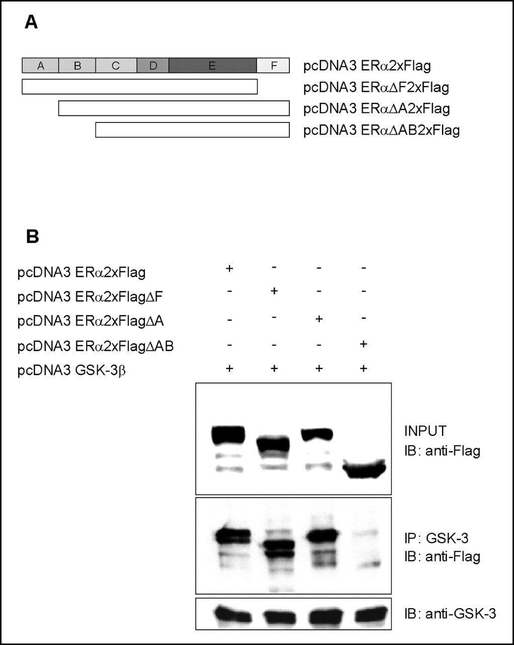 GSK3 alpha/beta Antibody in Western Blot, Immunoprecipitation (WB, IP)