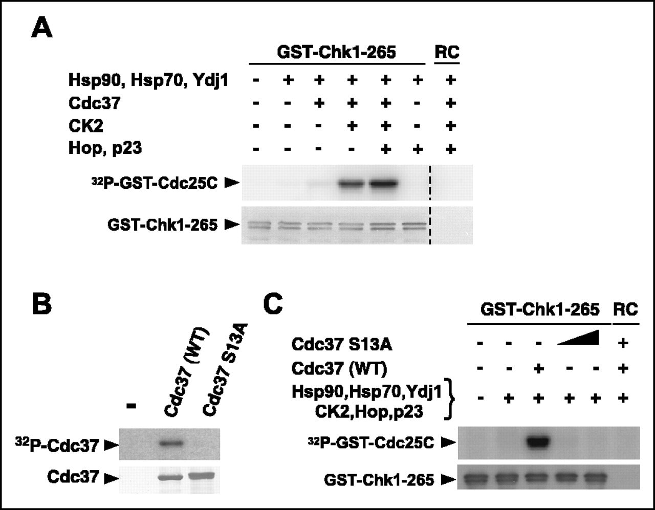 Cdc37 Antibody in Western Blot (WB)