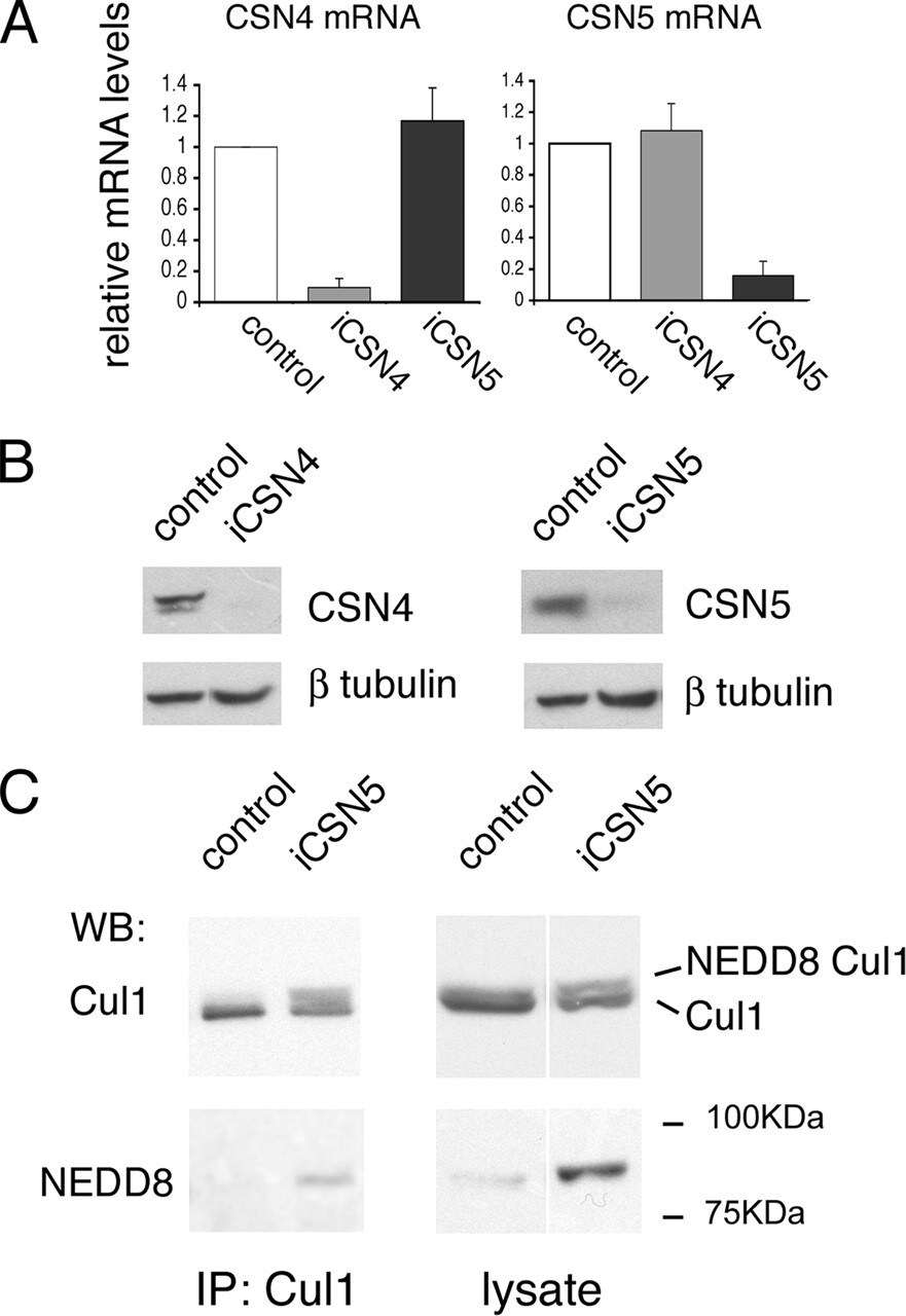 Cullin 1 Antibody in Western Blot, Immunoprecipitation (WB, IP)